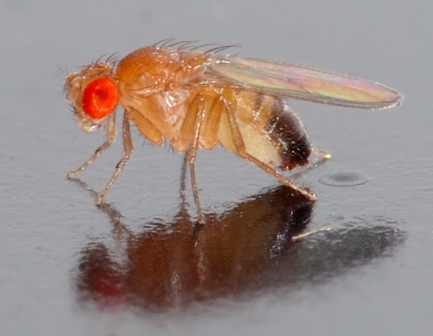 Male fruit fly
